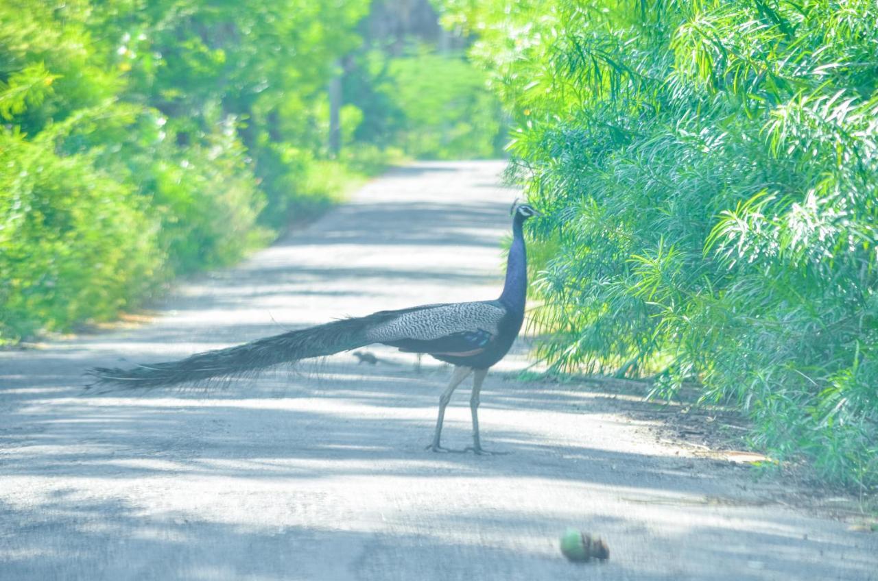 Forestville ยาลา ภายนอก รูปภาพ