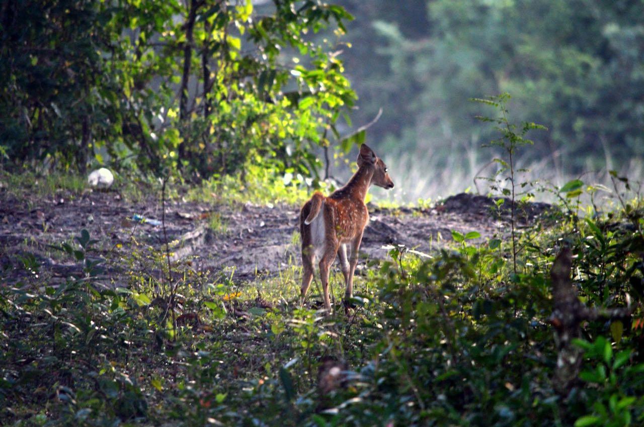 Forestville ยาลา ภายนอก รูปภาพ